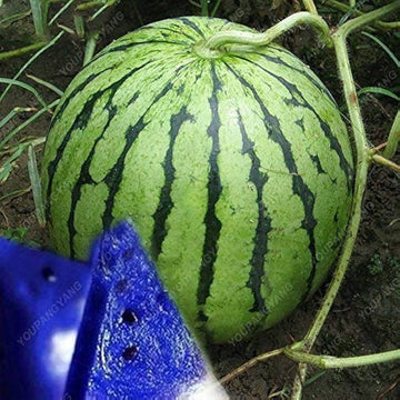 Multicolor riesige watermelon samen organic watermelon samen für aussaat