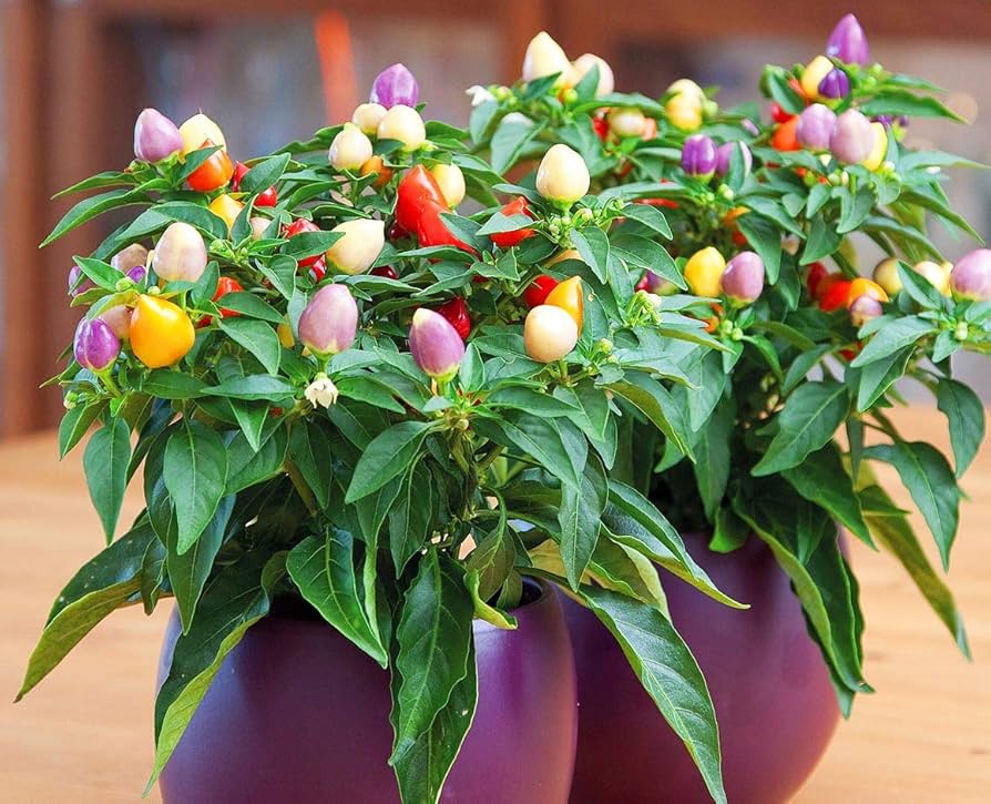 Multicolor hot peppers aus zier pepper samen
