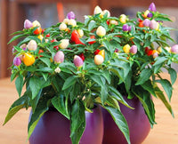 Multicolor hot peppers aus zier pepper samen
