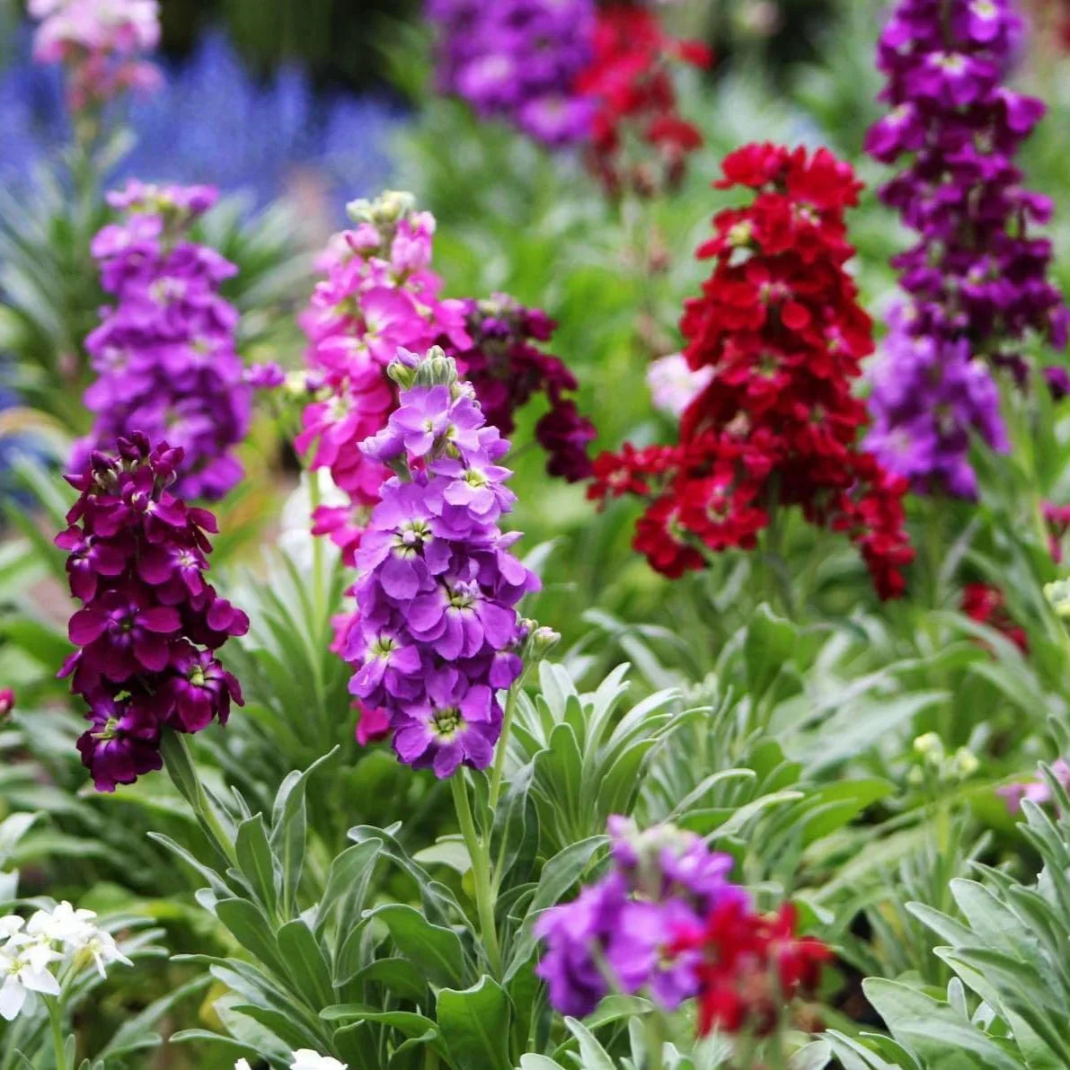 Multicolour matthiola incana blume samen