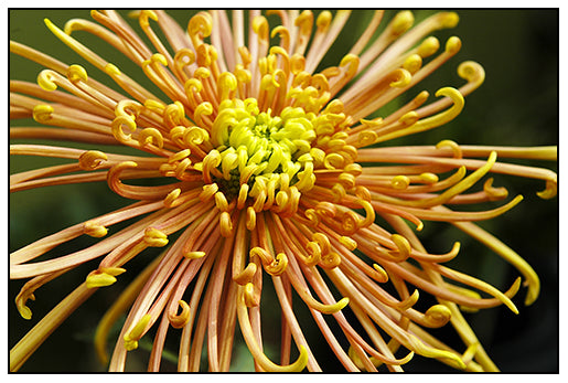 Japan Spider Chrysanthemums Samen zur Aussaat – einzigartig Floral Schönheit