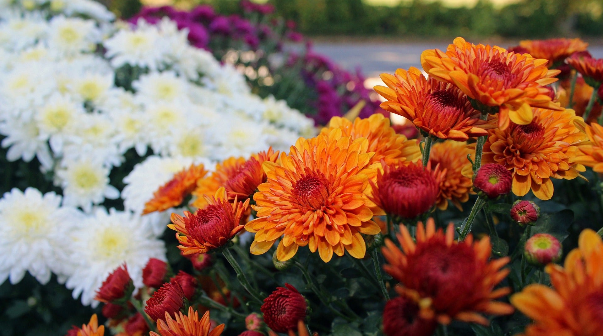 Gelb Orange Chrysantheme Blumensamen zur Aussaat – farbenfroh Schau – Traditionssorte & ohne Gentechnik Samen Hausgarten