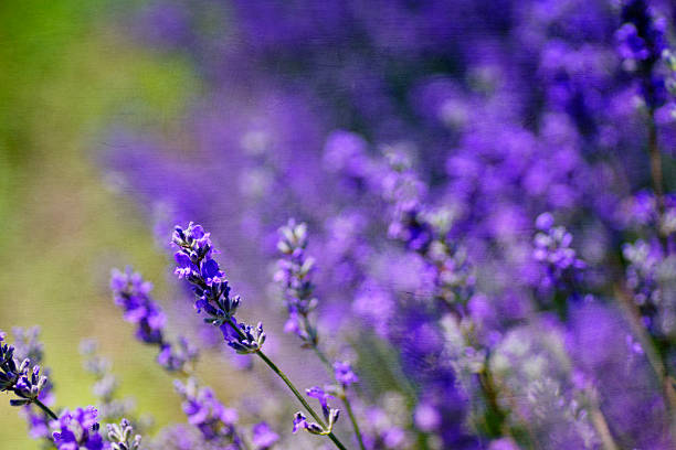 Mature Munstead Lavender with Purple-Blue Blume Spikes