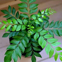 Murraya koenigii glossy foliage grown from Samen