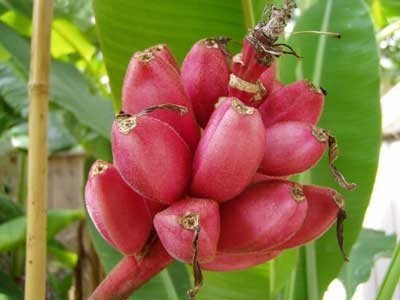 Dwarf Rosa Banane grown in indoor pot