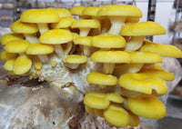 Gelbe pilz aussaat guide für gardeners