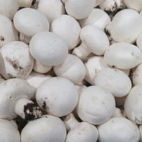 Healthy agaricus bisporus pilze wachsend in kitchen garten