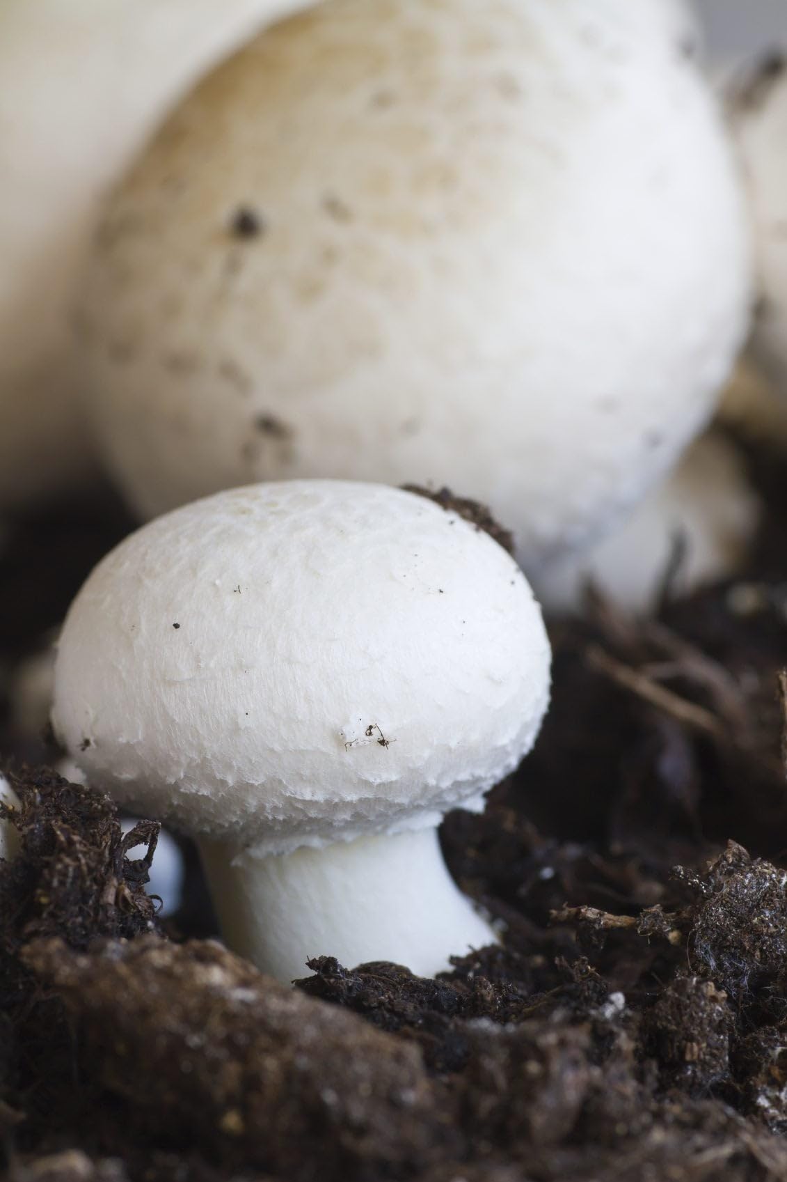 Agaricus bisporus pilz seedlings sprouting in edible bed