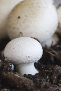 Agaricus bisporus pilz seedlings sprouting in edible bed