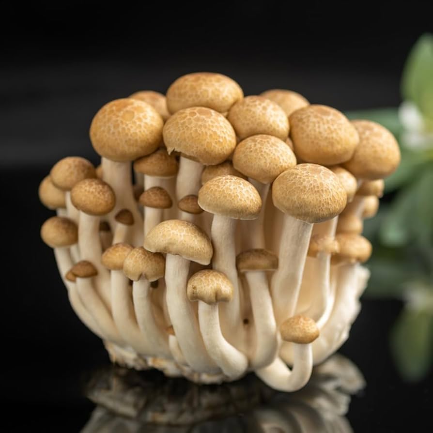Pilz samen or sporen für aussaat in home gardens