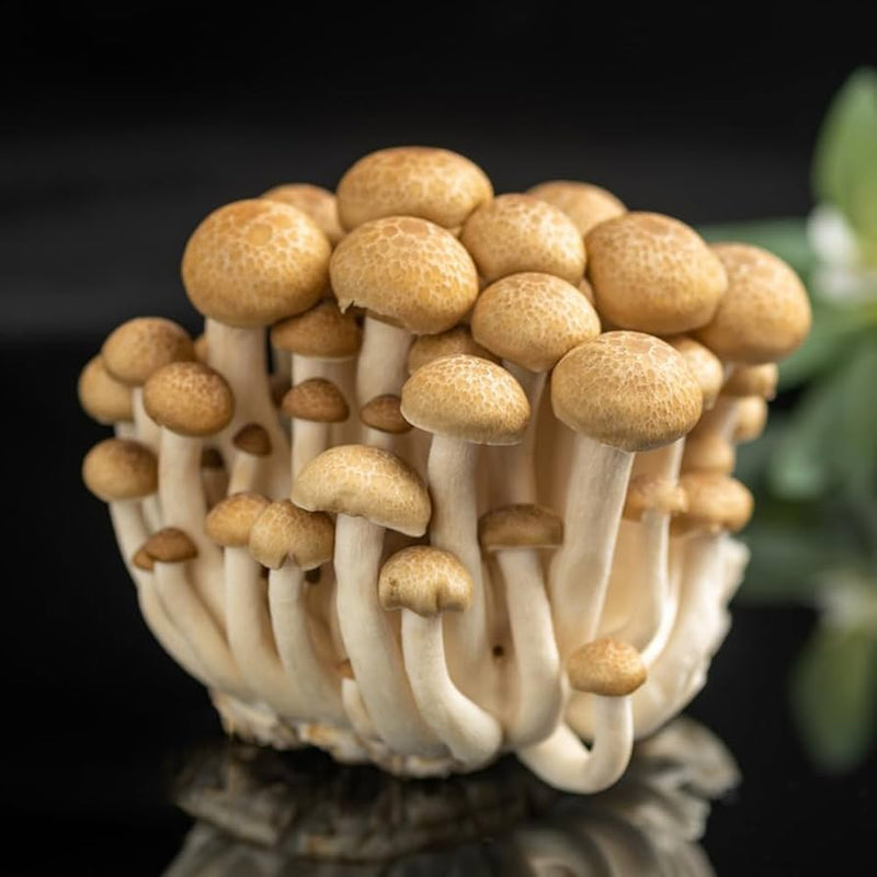 Pilz samen or sporen für aussaat in home gardens