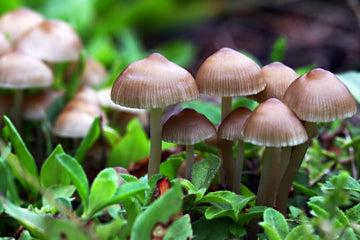 Pilz sporen samen für aussaat non-gmo variety