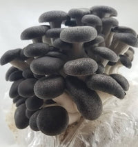 Pilz sporen displayed next to wachsend kit