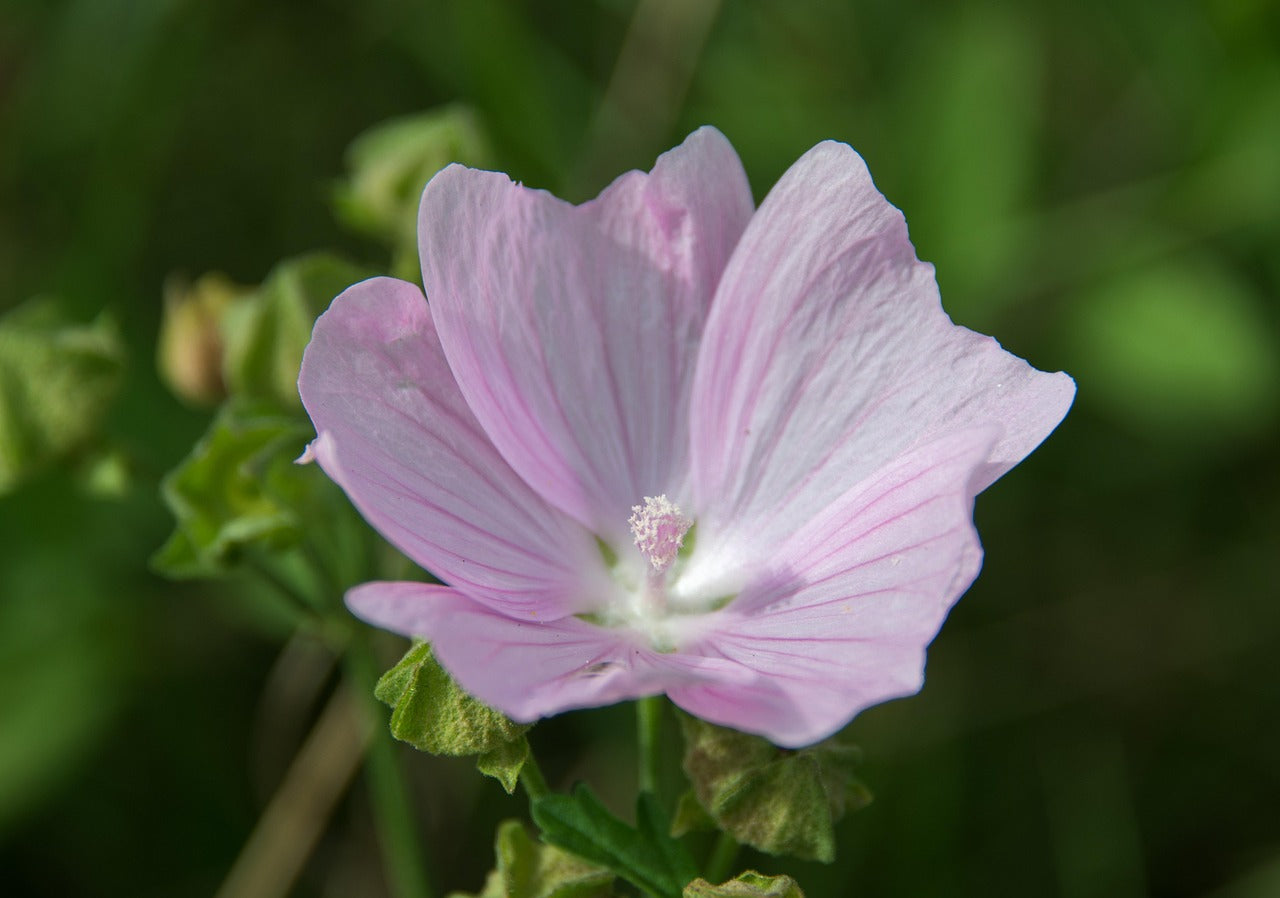 Rosa Musk Mallow Blumensamen zur Aussaat – Landhaus Garten wichtig – Traditionssorte & ohne Gentechnik Samen Hausgarten