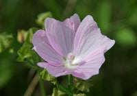 Rosa Musk Mallow Blumensamen zur Aussaat – Landhaus Garten wichtig – Traditionssorte & ohne Gentechnik Samen Hausgarten