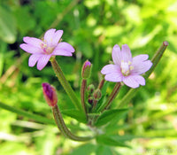 Epilobium Glandulosum Blumensamen zur Aussaat – Anzucht – Traditionssorte & ohne Gentechnik Samen Hausgarten