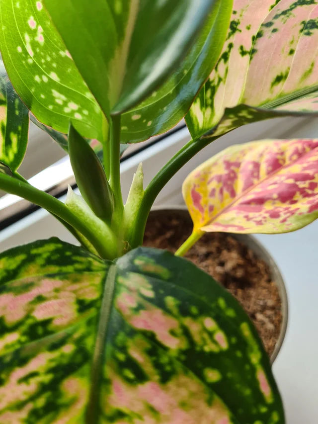 Gelb Aglaonema Blumensamen zur Aussaat – kompakt Wuchs – Traditionssorte & ohne Gentechnik Samen Hausgarten