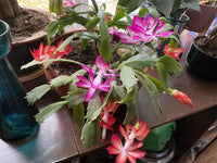 Multicolor Weihnachtskaktus Blumensamen zur Aussaat Versatile Use Traditionssorte & ohne Gentechnik Samen Hausgarten