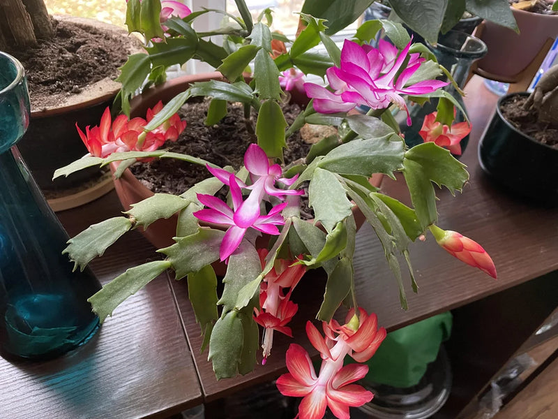 Multicolor Weihnachtskaktus Blumensamen zur Aussaat Versatile Use Traditionssorte & ohne Gentechnik Samen Hausgarten