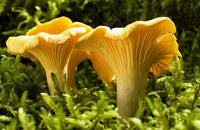 Girolle Pilz Samen zum Pflanzen  Premium Gemüsesamen