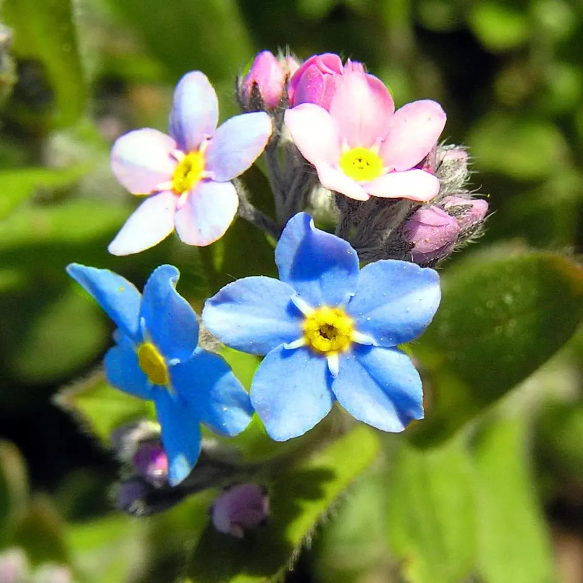 Myosotis alpestris alpine forget-me-not samen with step-by-step anpflanzung guide for home gardeners.