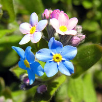 Myosotis alpestris alpine forget-me-not samen with step-by-step anpflanzung guide for home gardeners.