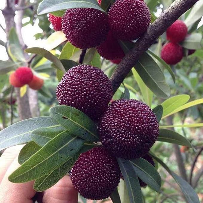 Mature Northern Bayberry shrub in landscape