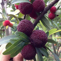 Mature Northern Bayberry shrub in landscape