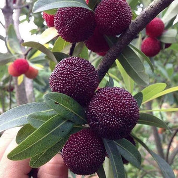 Mature Northern Bayberry shrub in landscape