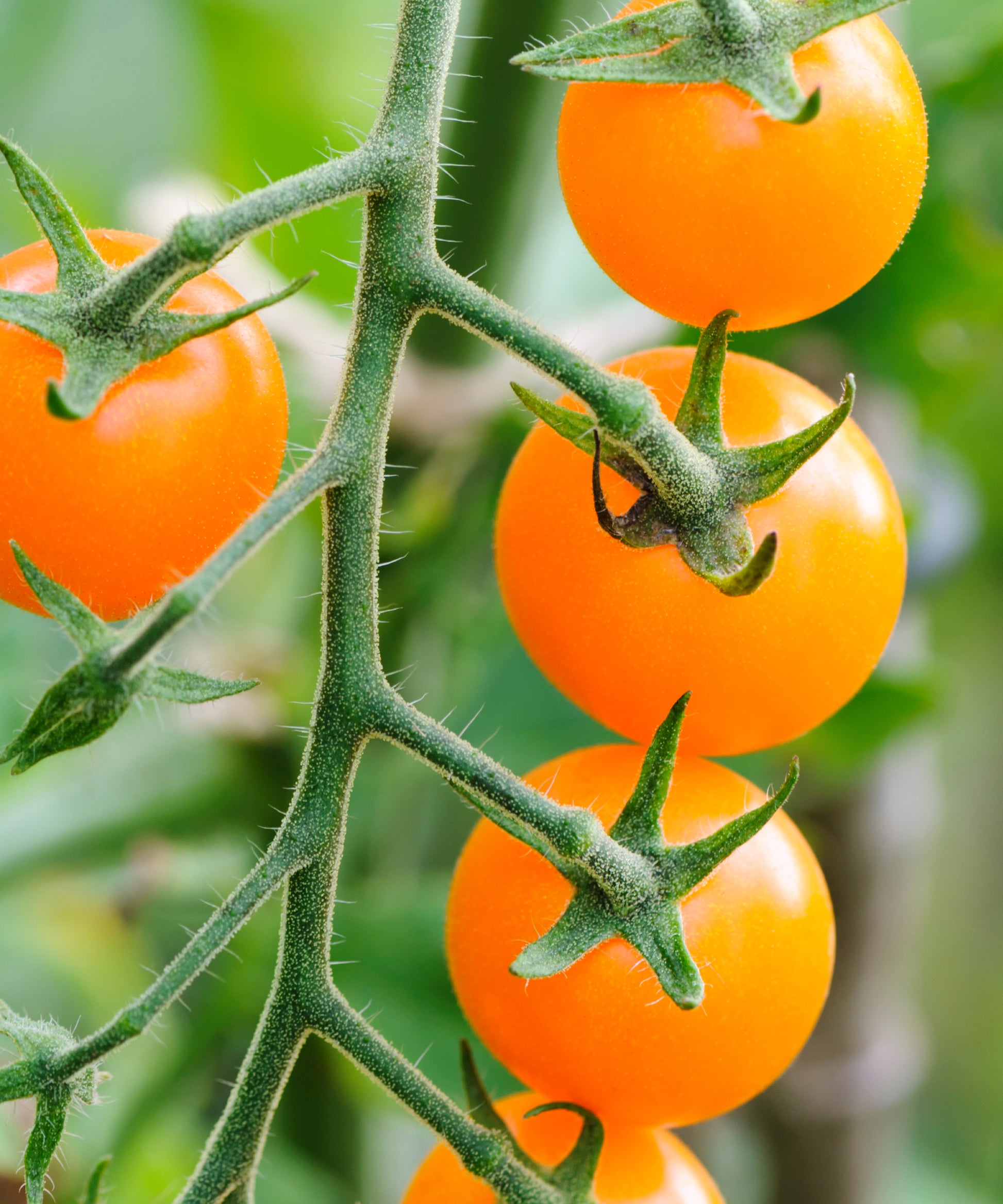 Moonglow Tomate Solanum lycopersicum Gemüse Samen zum Pflanzen in Gemüse Patch