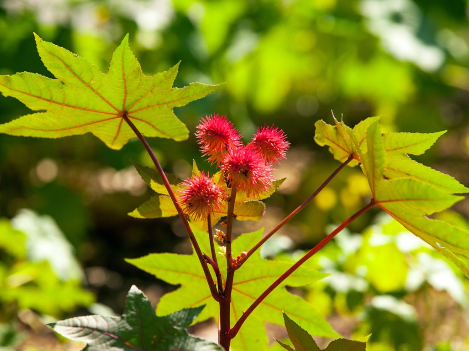 Castor Blumensamen zur Aussaat – pflegeleicht – Traditionssorte & ohne Gentechnik Samen Hausgarten
