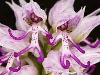 Lila Dracula Blumensamen zur Aussaat – Wildblume Mischung – Traditionssorte & ohne Gentechnik Samen Hausgarten