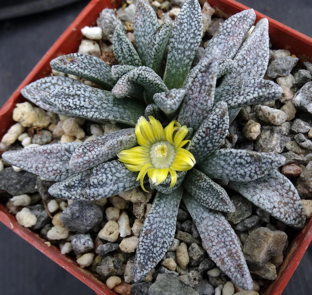 Grün Nananthus Margaritiferus Blumensamen zur Aussaat – Landhaus Garten wichtig – Traditionssorte & ohne Gentechnik Samen Hausgarten