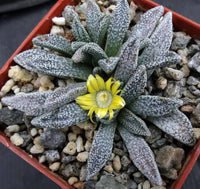 Grün Nananthus Margaritiferus Blumensamen zur Aussaat – Landhaus Garten wichtig – Traditionssorte & ohne Gentechnik Samen Hausgarten