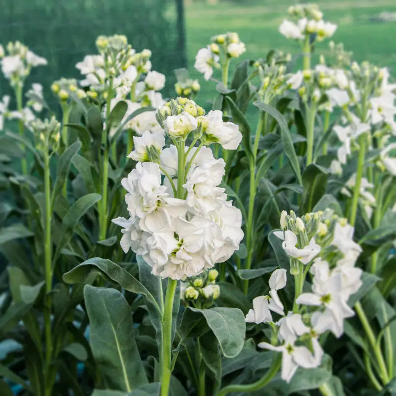 Weiß Levkoje Incana Blumensamen zur Aussaat lang Blüte Saison Traditionssorte & ohne Gentechnik Samen Hausgarten