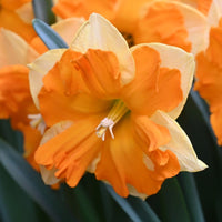 Rot Daffodils Blumensamen zur Aussaat pflegeleicht Traditionssorte & ohne Gentechnik Samen Hausgarten