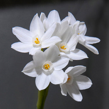 Spring-blooming narcissus blume samen for anpflanzung
