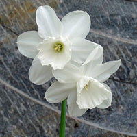 Weiß narcissus blumen in garten borders