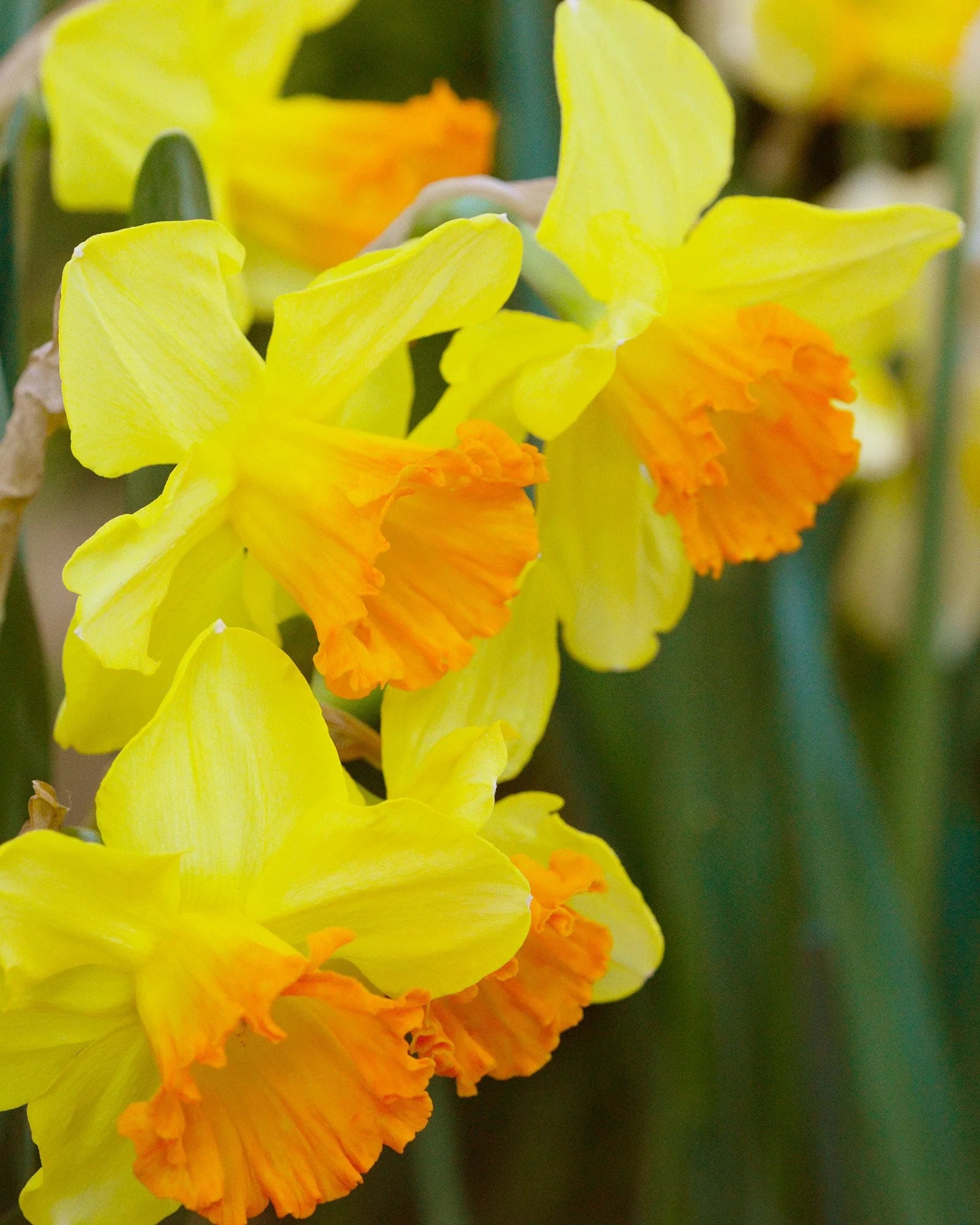 Daffodils Blumensamen zur Aussaat leuchtend Orange & Gelb Perennials