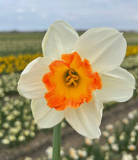 Weiß Orange gefüllt Narzisse Blumensamen zur Aussaat Bestäuber freundlich Traditionssorte & ohne Gentechnik Samen Hausgarten