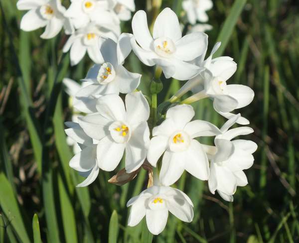 Cymbidium Maxillaria Goeringii Pflanze Samen zur Aussaat – Samen elegant Weiß Blüten Garten