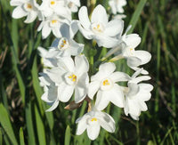 Cymbidium Maxillaria Goeringii Pflanze Samen zur Aussaat – Samen elegant Weiß Blüten Garten