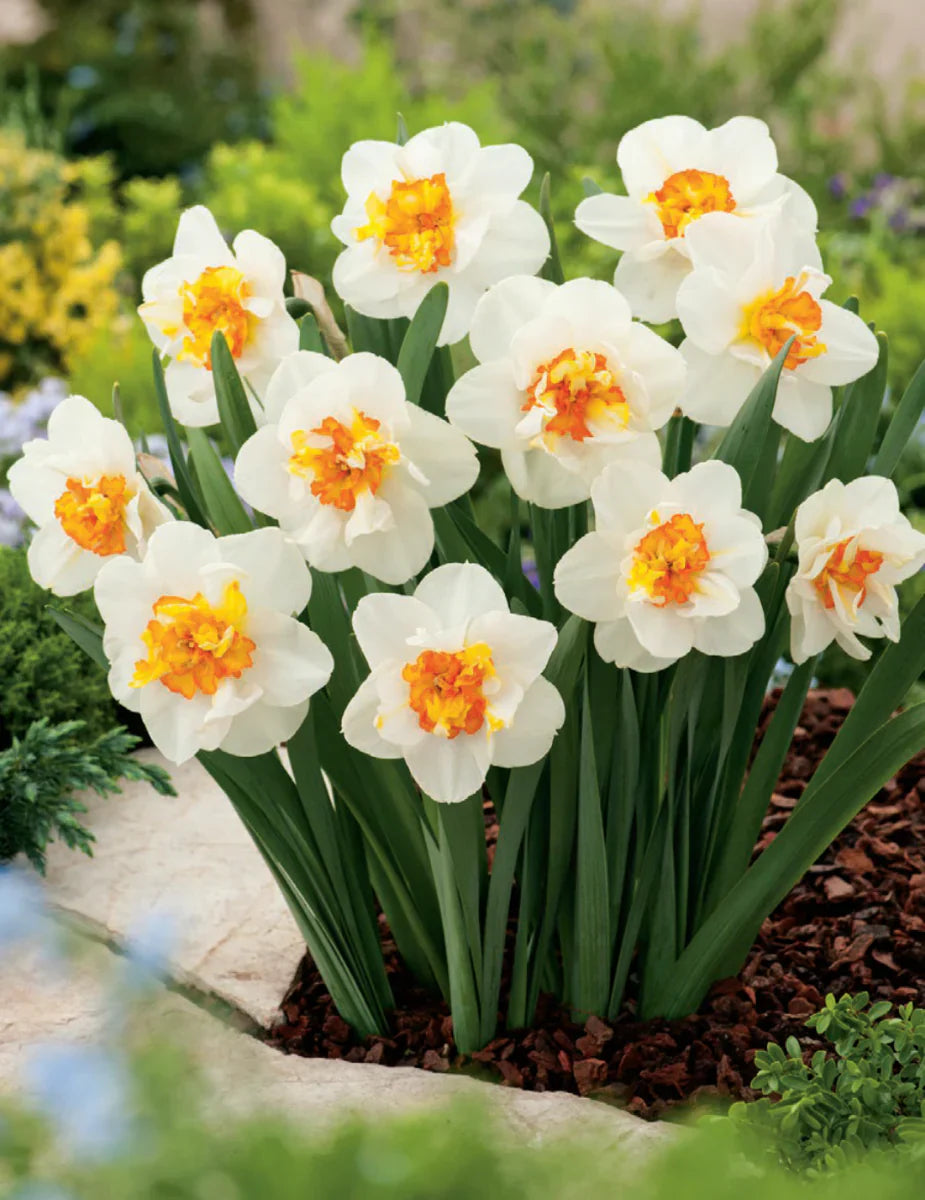 How to grow weiß narcissus blumen