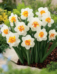 How to grow weiß narcissus blumen