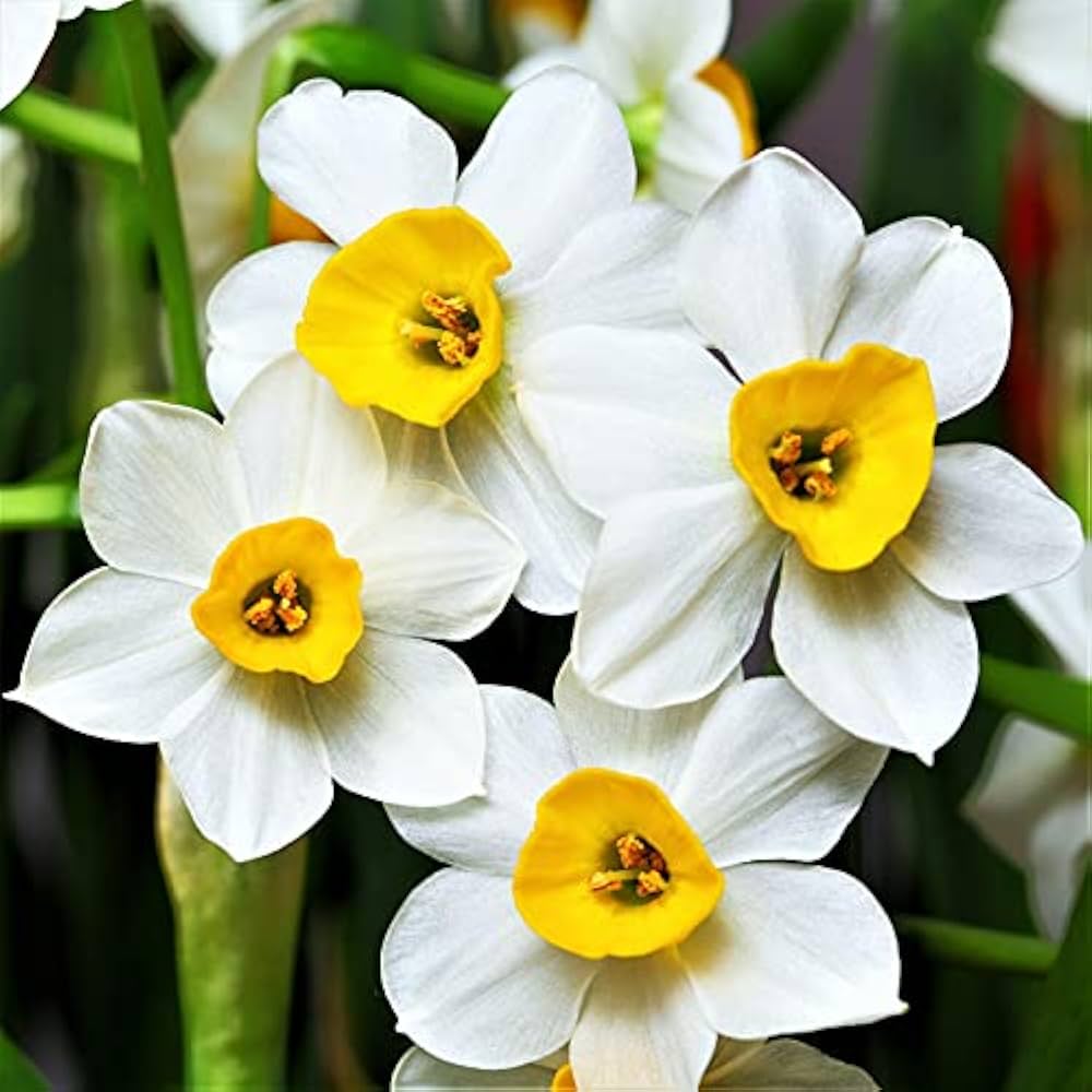 Weiß and gelb narcissus samen for anpflanzung