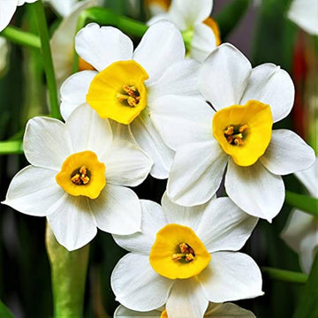 Weiß and gelb narcissus samen for anpflanzung