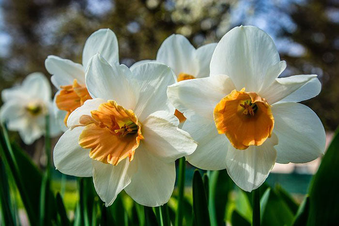 Narcissus (narcissus tazetta) samen for anpflanzung in home garten