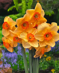 Creme Orange Narzisse Blumensamen zur Aussaat – Halbschatten verträglich – Traditionssorte & ohne Gentechnik Samen Hausgarten