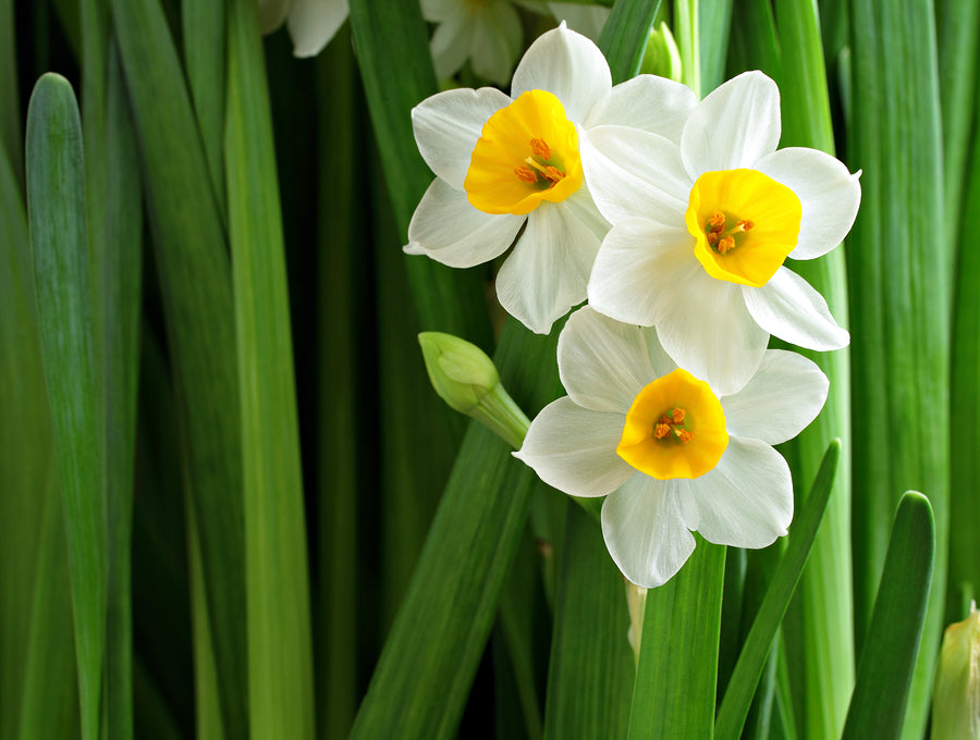 Creme Narzisse Blumensamen zur Aussaat – sonnenliebend – Traditionssorte & ohne Gentechnik Samen Hausgarten