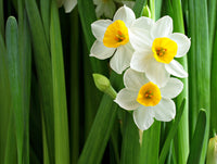 Creme Narzisse Blumensamen zur Aussaat – sonnenliebend – Traditionssorte & ohne Gentechnik Samen Hausgarten